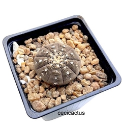 Gymnocalycium ragonesei (elegir tamaño) (Cod Gy10) - comprar online