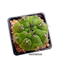 Gymnocalycium pflanzii mac10 (cod GY6) - tienda online