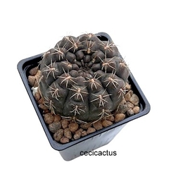 Gymnocalycium affine mac10 (cod Gy2) en internet