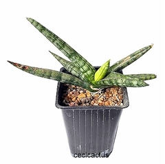 Sansevieria boncel mac11 - comprar online