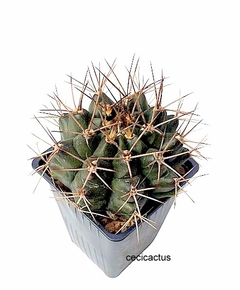 Gymnocalycium schickendantzii mac10 (cod Gy20) - comprar online