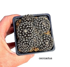 Copiapoa tenuissima varias cabezas mac10 (cod Cop13) - cecicactus - cactus y suculentas de colección