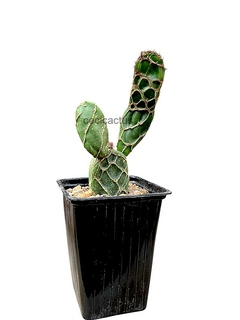 Opuntia reticulata mac9 - comprar online