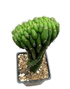 Trichocereus pachanoi crestado mac10 - comprar online