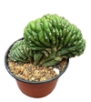 Trichocereus pachanoi crestado mac12 - comprar online