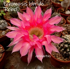 Echinopsis hibrido 'Rebel' (tres tamaños)