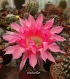 Echinopsis hibrido 'Rebel' - REGALO