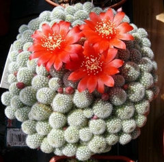 Rebutia fabrisi mac8 - cecicactus - cactus y suculentas de colección