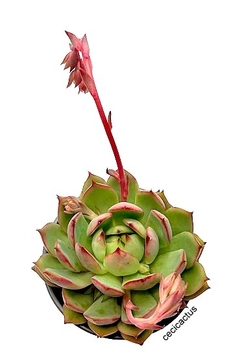 Imagen de Echeveria 'Red Dragon' mac10