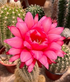 Trichocereus hibrido 'Roma' mac8