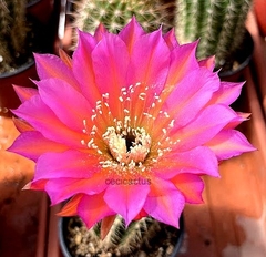 Trichocereus hibrido CC S-6 B mac10 YA FLORECE