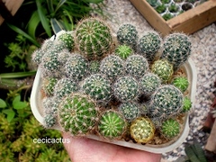 semillas mix de cactus - REGALO