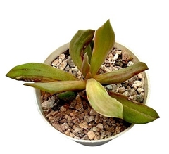 Echeveria hibrida 'Sweet Flame' mac9 - cecicactus - cactus y suculentas de colección