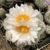 Thelocactus hexaedrophorus mac9