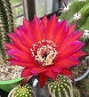 Trichocereus hibrido 'Tila' mac7