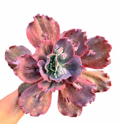 Echeveria hibrida 'Timajon' (elegir tamaño) - comprar online