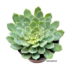 Echeveria tolucensis mac10 - tienda online