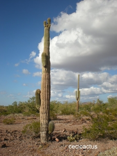Carnegiea gigantea (Saguaro) mac10 - cecicactus - cactus y suculentas de colección