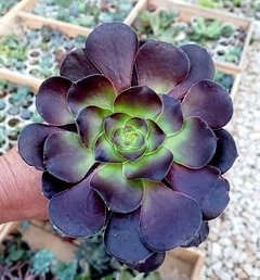 Aeonium Vodoo (elegir tamaño) - comprar online