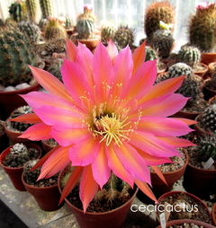 Trichocereus hibrido 'Zeppelin 402' (elegir tamaño)