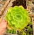 AEONIUM