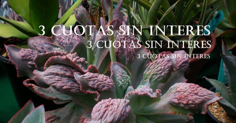 Imagen del carrusel cecicactus - cactus y suculentas de colección
