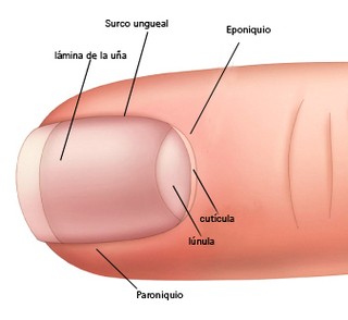 ALICATE PROFESIONAL MARCA PROSTYLE CORTA CUTICULA DE 10 cm. MODELO 911 - TODOPELUQUERIAS