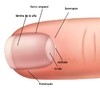 Imagen de ALICATE CORTA UÑAS DE PIES Y MANOS DE 14 cm. CON GUZANO Y TRABA MARCA 3 CLAVELES MODELO 6527 * ESPAÑA