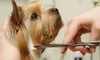 SACANUDO / RASQUETA Cepillo Peine Para Perros Gatos Peluqueria Canina en internet
