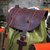 Mochila Louis Vuitton Christopher PM M41379 - loja online