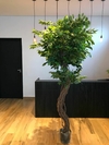 Ficus Luxo Permanente 2,30 metros