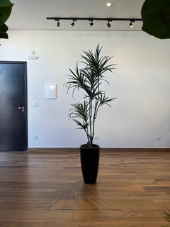 Dracena Permanente 1,50 metros (Verde) - comprar online