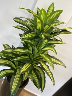 Dracena artificial x3 hastes - 1,15 metros - comprar online