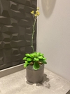 Arranjo Suculenta Mini Flor 42cm - Cristal Garden