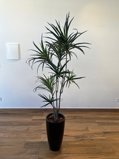 Dracena Permanente 1,50 metros (Verde) - loja online