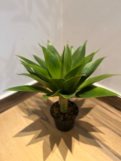 Agave permanente- 45cm