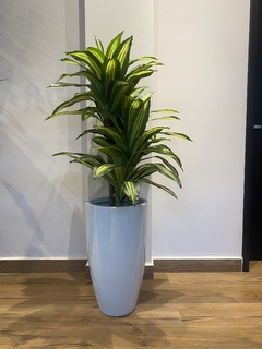 Imagem do Dracena artificial x3 hastes - 1,15 metros