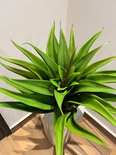 Agave permanente - 60cm