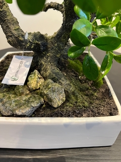 Arranjo Bonsai permanente 30cm - comprar online