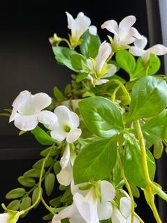 Imagem do Arranjo petunia pendente artificial - 45cm