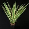 AGAVE FURCRAEA 1,20 metros