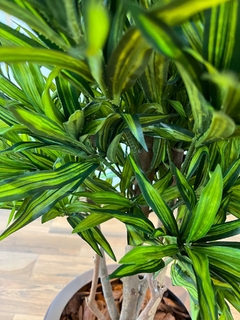 Dracena artificial 1,20 metros na internet