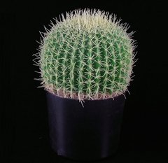 Imagem do Cactus Bola Artificial - 30cm