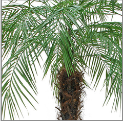 Palmeira Fenix artificial 2,60 metros - comprar online