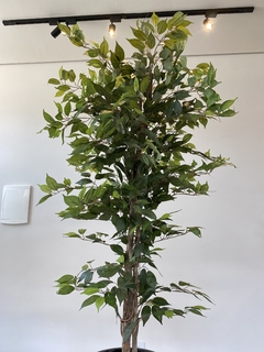 Ficus artificial (VERDE) - 2,10 Metros na internet