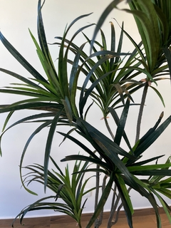 Dracena Permanente 1,50 metros (Verde) - comprar online