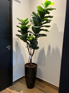 Ficus Lyrata Permanente 1,80 metros - loja online