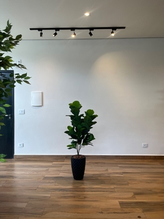 Ficus Lyrata Permanente 1,17 metros - comprar online