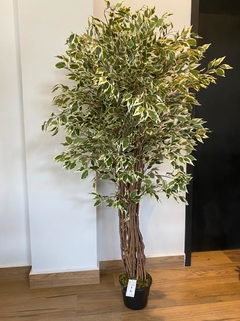 Ficus artificial - 1,50 Metros - Cristal Garden