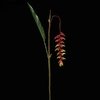 HELICONIA PENDENTE 100cm